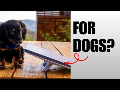 Cover image for Fi Starlink Dog Collar: Pricing and Features